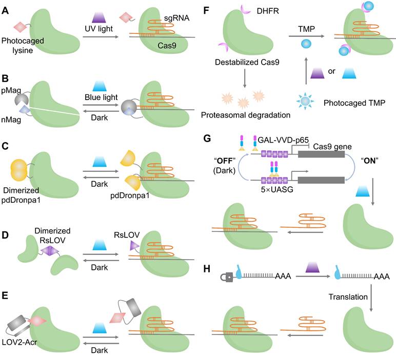 Theranostics Image