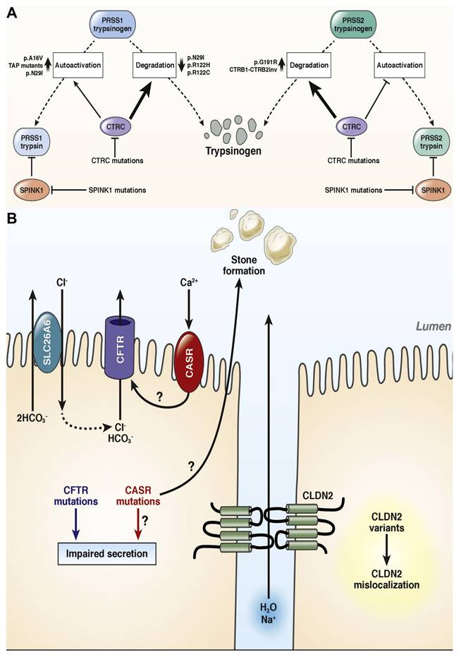 Theranostics Image