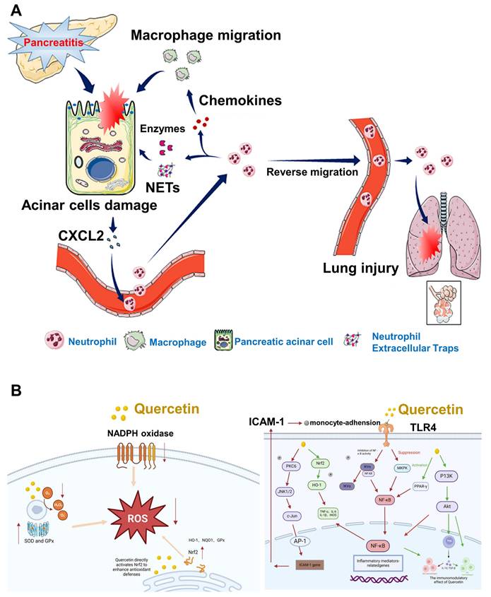 Theranostics Image