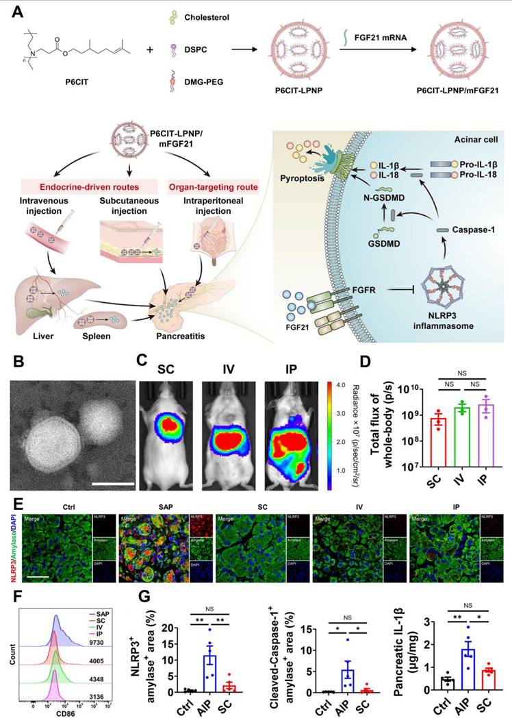 Theranostics Image