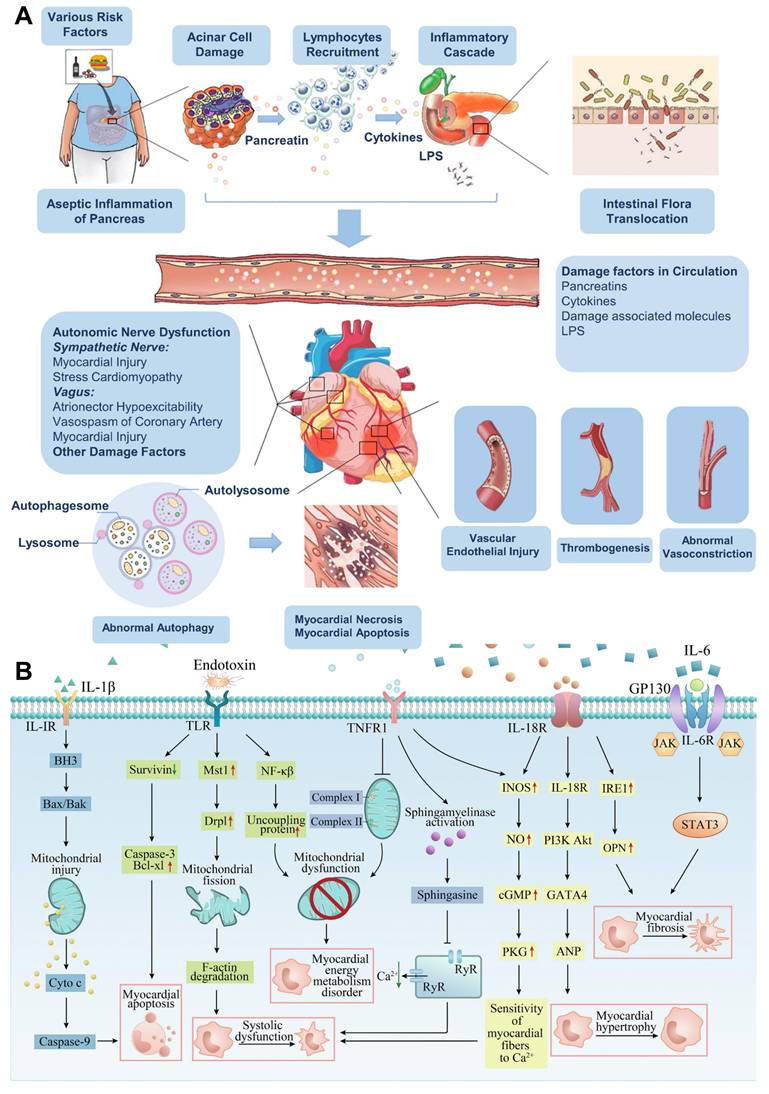 Theranostics Image