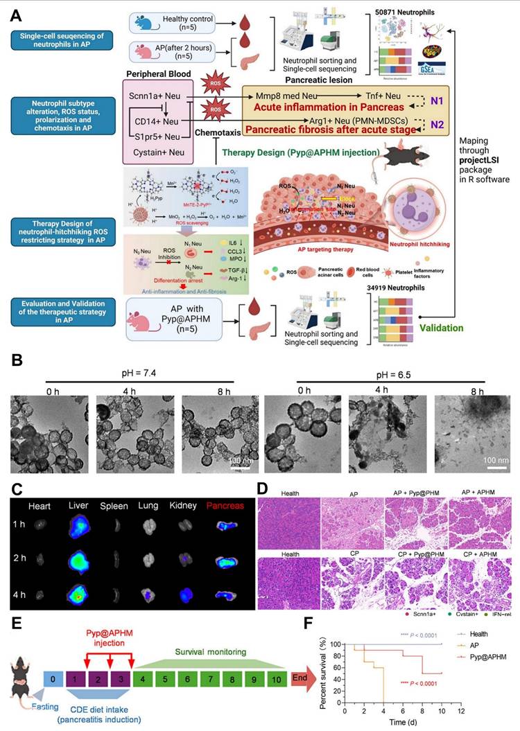 Theranostics Image
