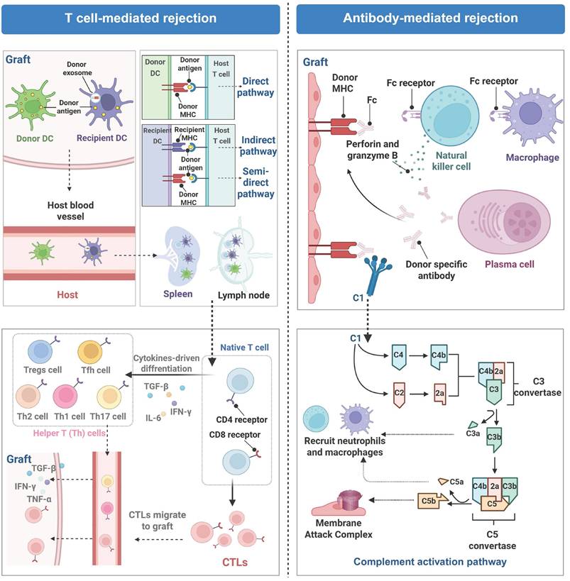 Theranostics Image