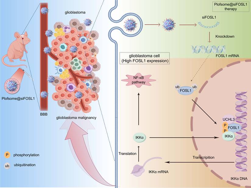 Theranostics Image