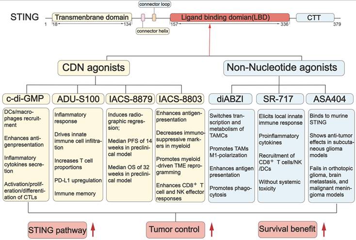 Theranostics Image