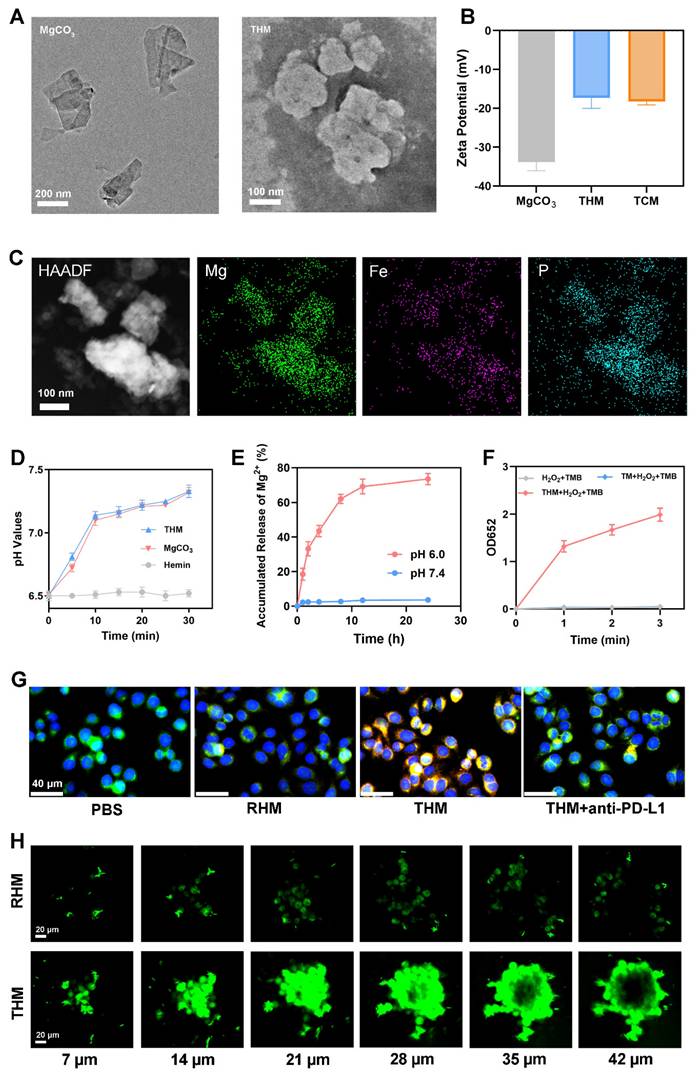 Theranostics Image