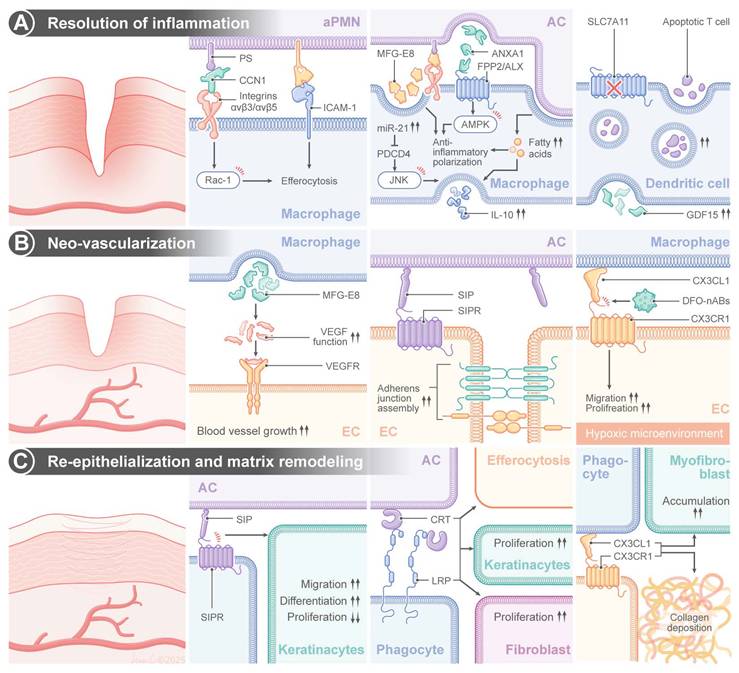 Theranostics Image