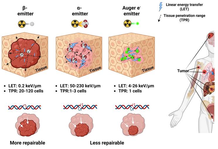 Theranostics Image