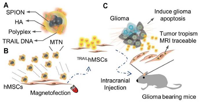 Theranostics Image