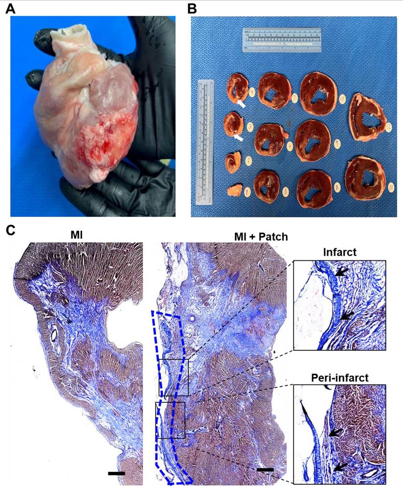 Theranostics Image
