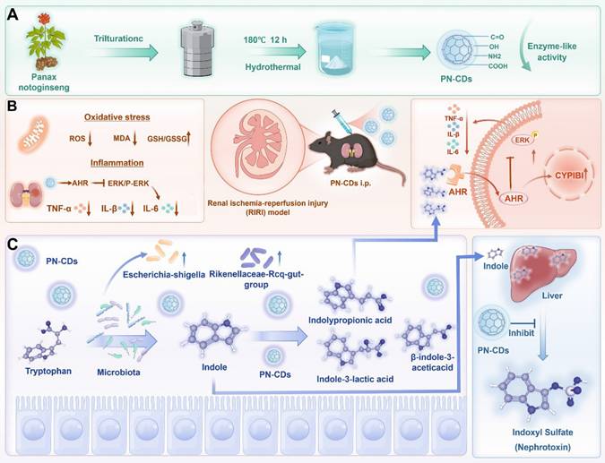 Theranostics Image