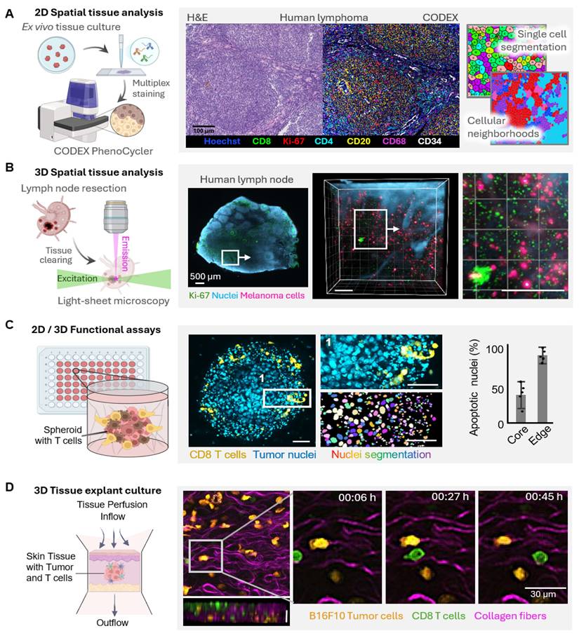 Theranostics Image