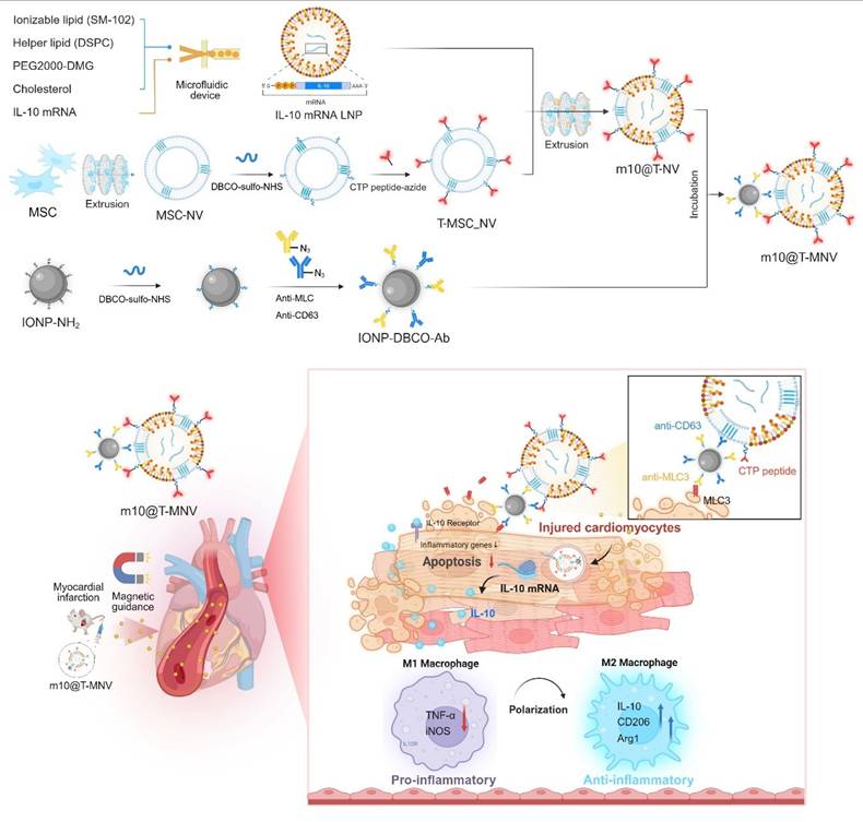 Theranostics Image