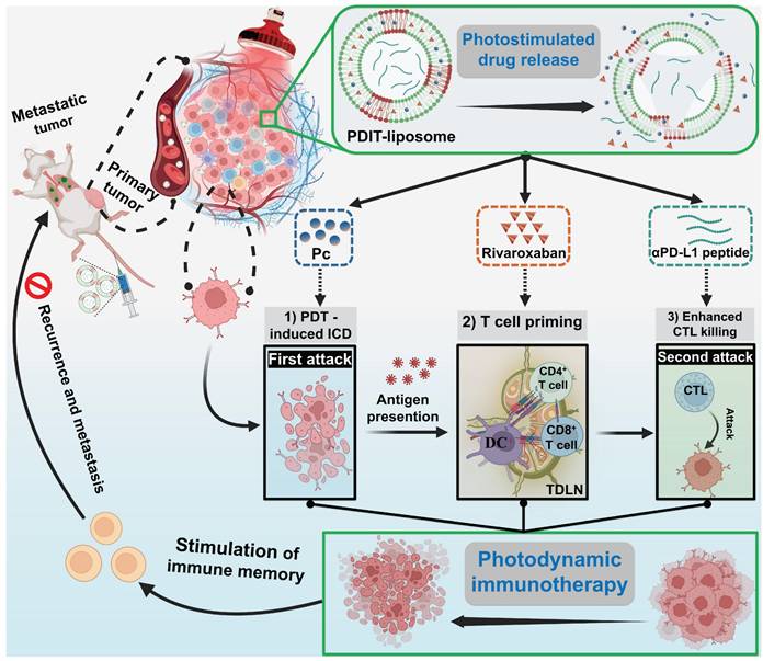 Theranostics Image