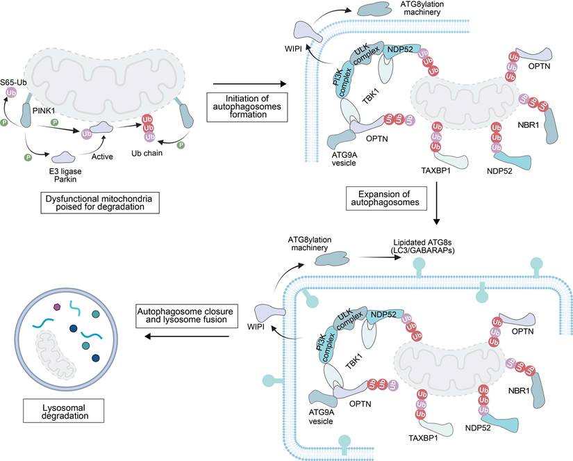 Theranostics Image