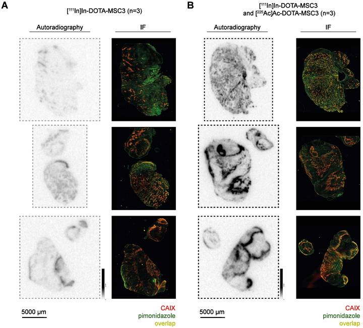Theranostics Image