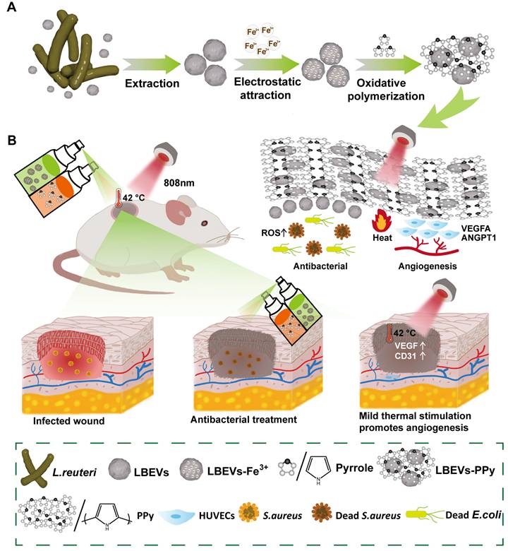 Theranostics Image