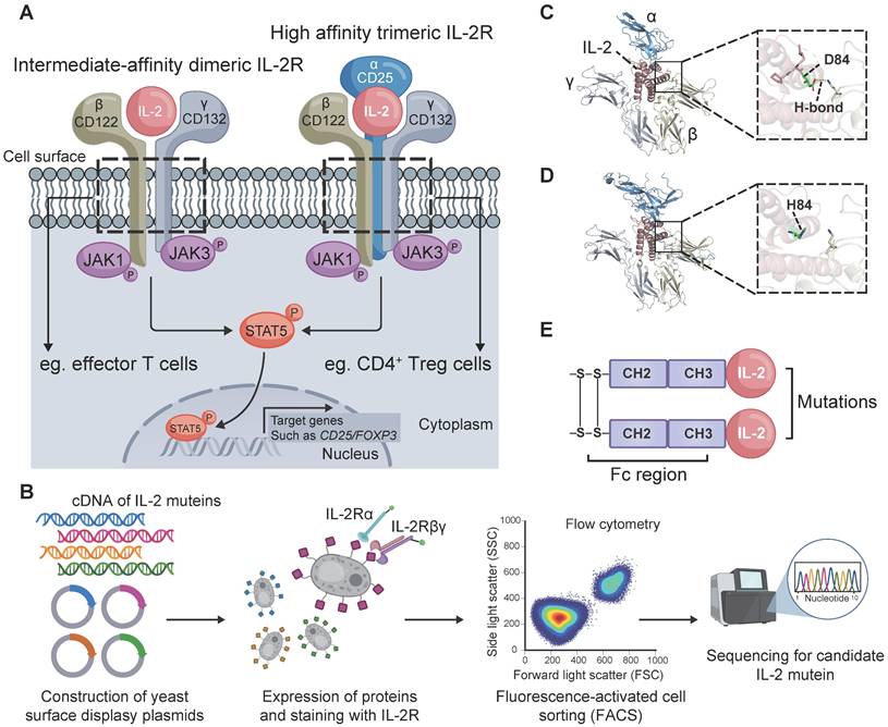Theranostics Image