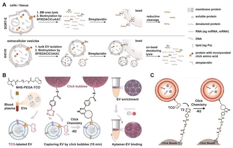 Theranostics Image