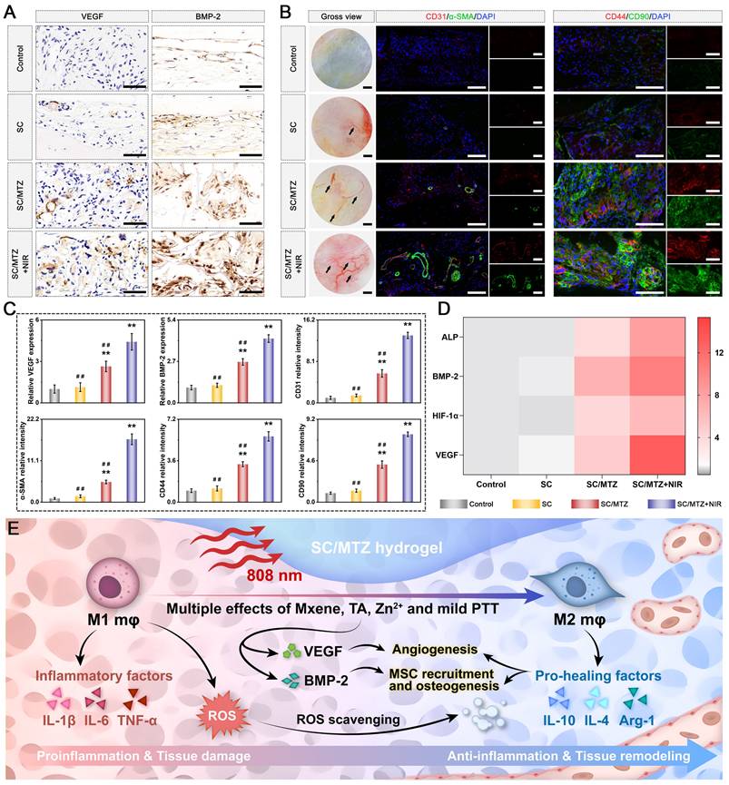 Theranostics Image