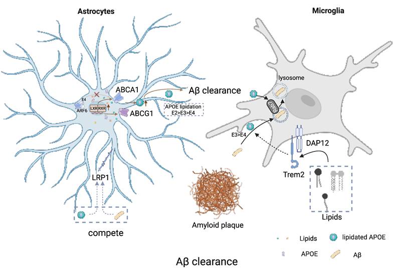 Theranostics Image