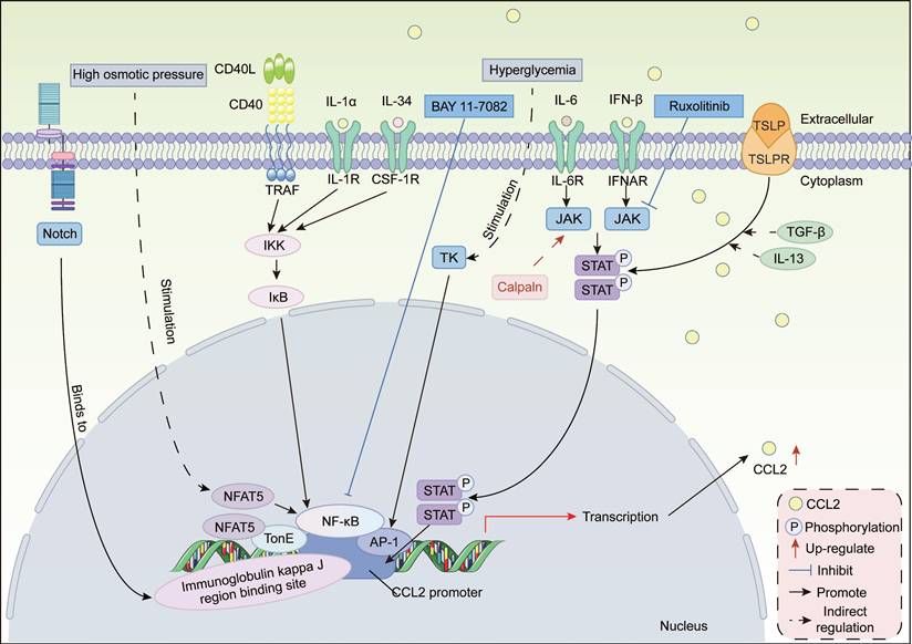 Theranostics Image