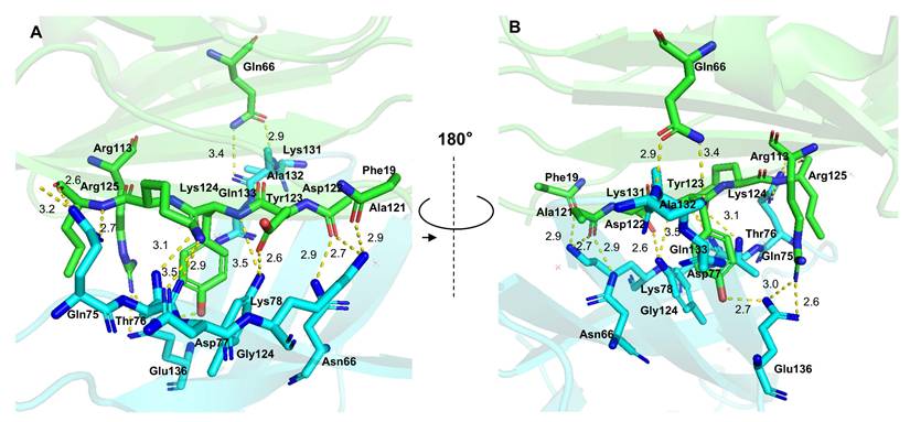 Theranostics Image