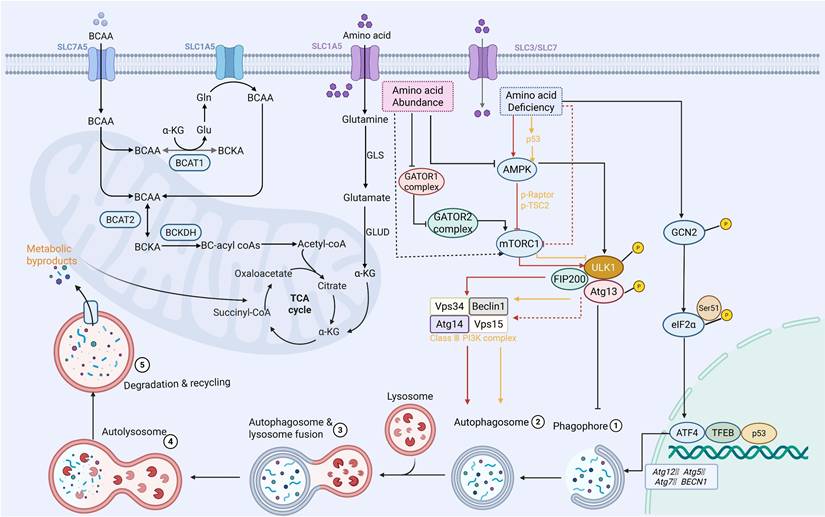 Theranostics Image