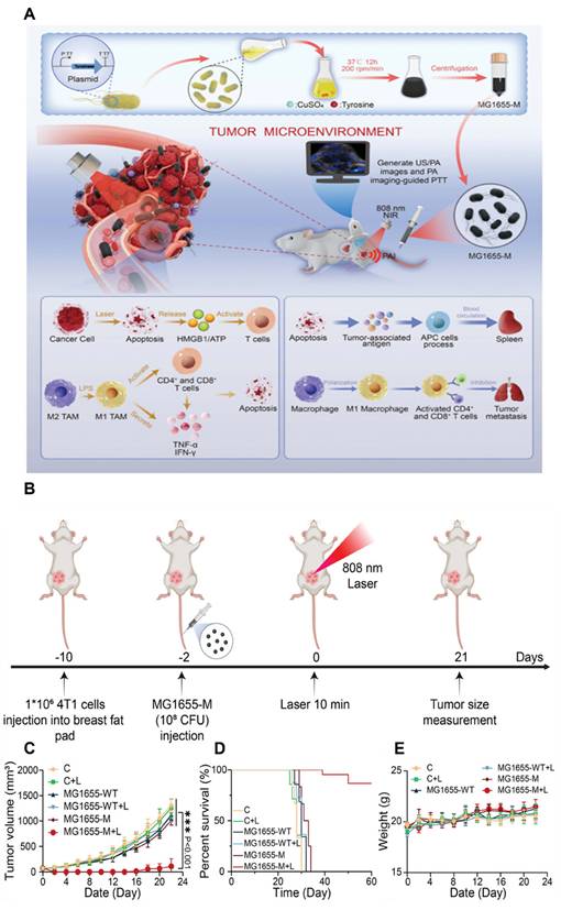 Theranostics Image