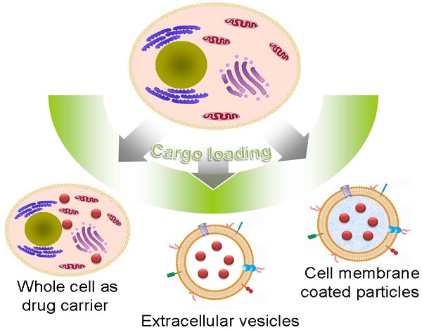 Membrane Oxidation in Cell Delivery and Cell Killing Applications