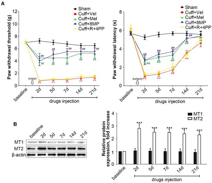 Mt2 Dosage Chart