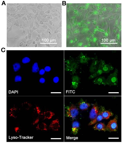 Theranostics Image
