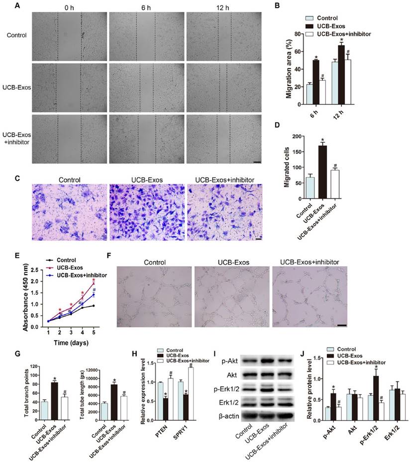 exosomes from human umbilical cord blood accelerate cutaneous