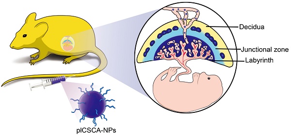 Cell-specific localization of Egam1c mRNA in the mouse placenta at