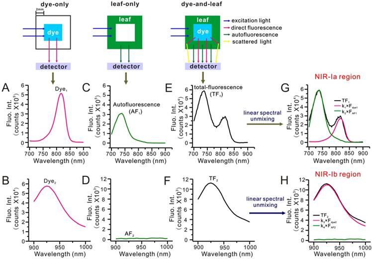 Theranostics Image