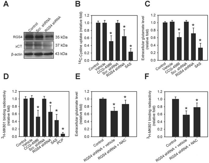 Rgs4 Deficit In Prefrontal Cortex Contributes To The Behaviors Related To Schizophrenia Via System Xc Mediated Glutamatergic Dysfunction In Mice
