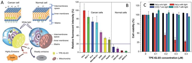 Mitochondrion‐Anchoring Photosensitizer with Aggregation‐Induced Emission  Characteristics Synergistically Boosts the Radiosensitivity of Cancer Cells  to Ionizing Radiation - Yu - 2017 - Advanced Materials - Wiley Online  Library