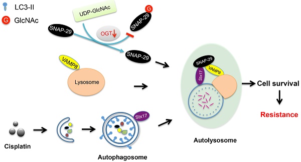 Pharmacological Inhibition of O-GlcNAcase Enhances Autophagy in