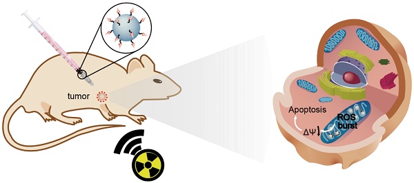 Mitochondrion‐Anchoring Photosensitizer with Aggregation‐Induced Emission  Characteristics Synergistically Boosts the Radiosensitivity of Cancer Cells  to Ionizing Radiation - Yu - 2017 - Advanced Materials - Wiley Online  Library