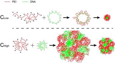 gene transfection