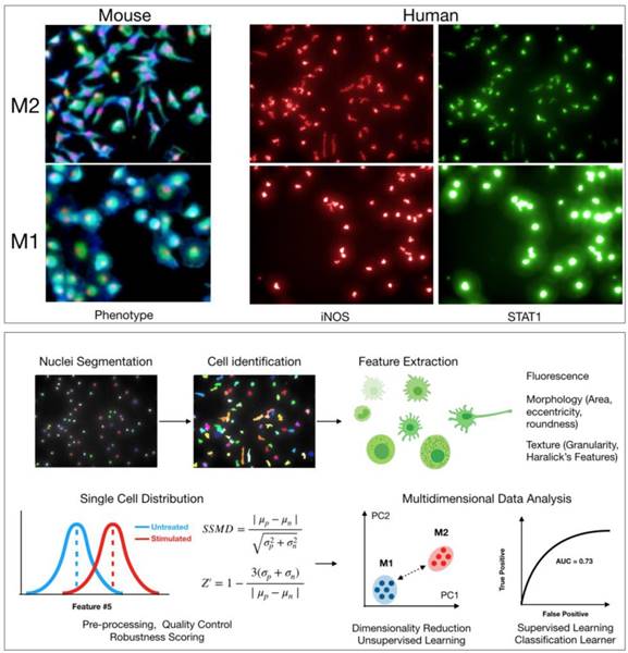 Theranostics Image