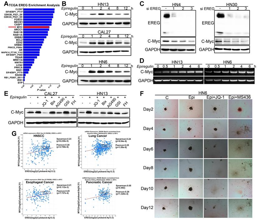 EREG-driven oncogenesis of Head and Neck Squamous Cell Carcinoma ...