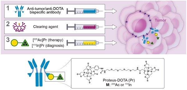 radioimmunotherapy using 225Ac-proteus-DOTA for tumors - safety at curative doses