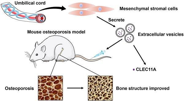 Human umbilical cord mesenchymal stromal cells-derived extracellular  vesicles exert potent bone protective effects by CLEC11A-mediated  regulation of bone metabolism
