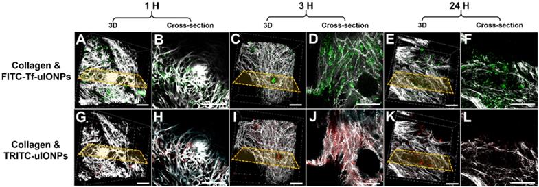 Theranostics Image