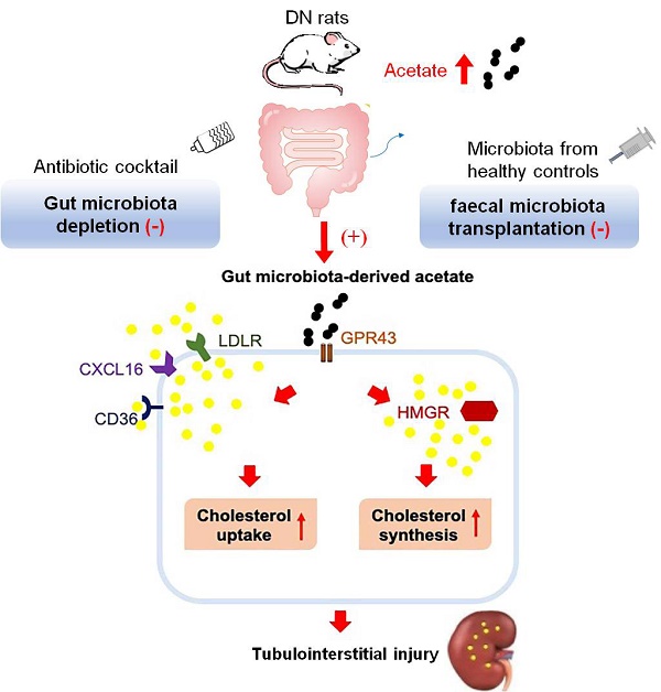 Dysbiosis Of Intestinal Microbiota Mediates Tubulointerstitial Injury