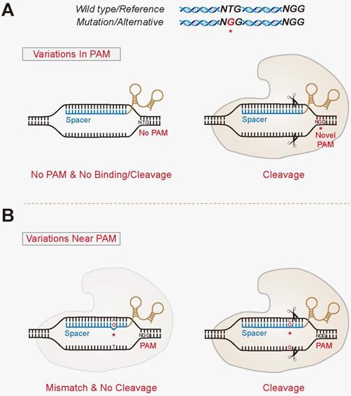 Allele Specific Genome Targeting In The Development Of Precision Medicine