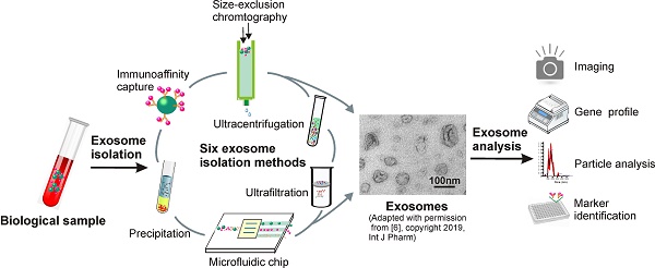 Progress, opportunity, and perspective on exosome isolation - efforts for  efficient exosome-based theranostics