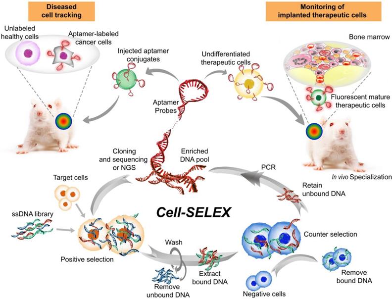 aptamer guided extracellular vesicle theranostics in oncology