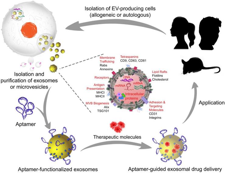 aptamer guided extracellular vesicle theranostics in oncology